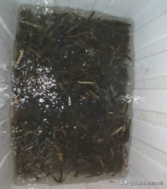 泥鳅野钓技巧全攻略,泥鳅沉底钓鱼的正确方法和技巧