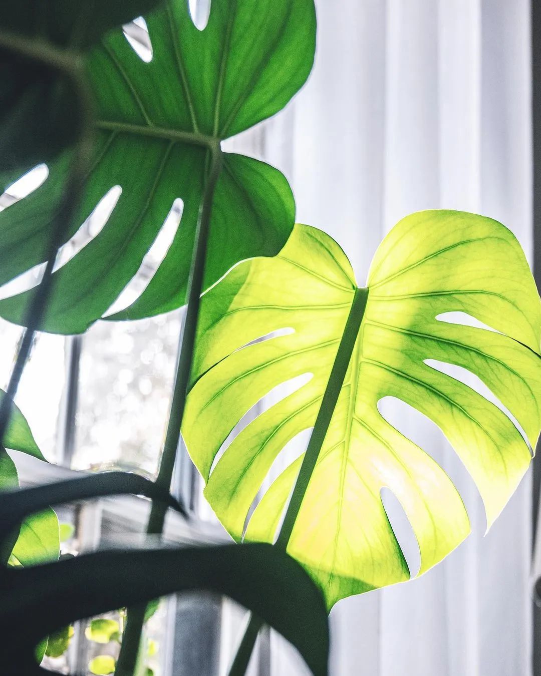 金盆洗手吧，植物杀手们