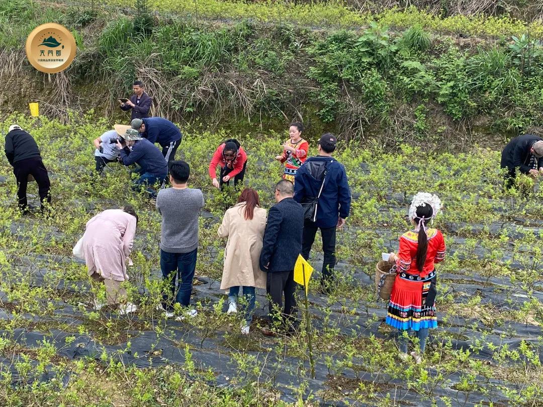 张家界莓茶到底要不要洗茶,张家界的莓茶真的效果那么好吗