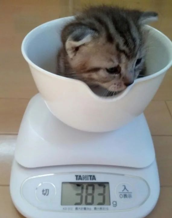 猫咪绝育后还能配猫吗,猫咪绝育冷知识