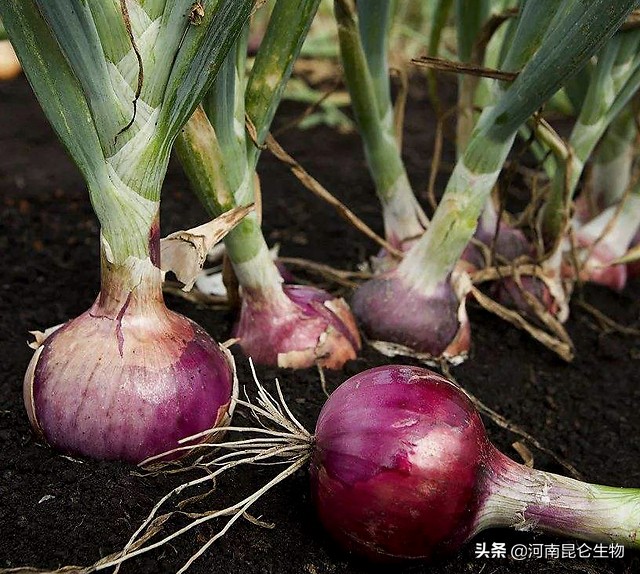 洋葱烂根的治疗方法,洋葱重茬用什么药