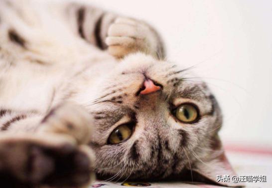 肠套叠猫咪是突发的么,猫咪一般情况下会得肠套叠吗