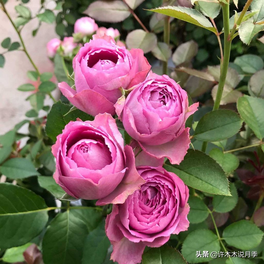 月季生病了可以不喷药自愈吗 (月季如何避免少生病)