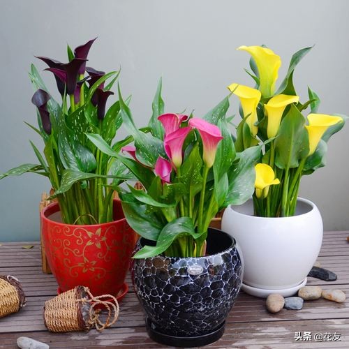 彩色马蹄莲会复花吗,马蹄莲容易复花吗