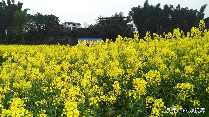 自驾游江津石蟆中坝岛,江津石蟆中坝岛甘蔗林