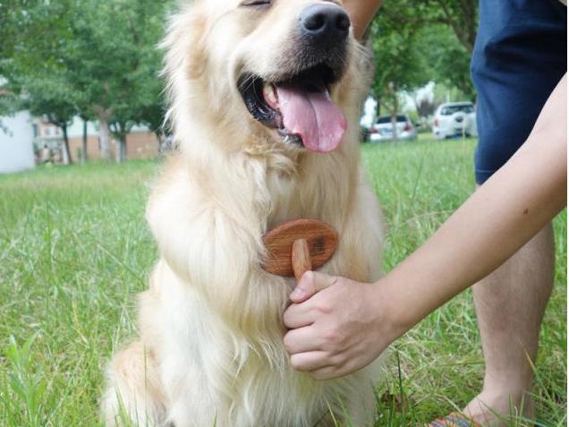 让狗狗开心的六件事｜铲屎官快码住吧