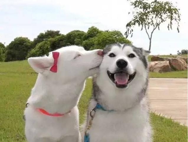 又聪明又干净服从性强的狗狗,这五种狗狗不吵不闹脾气超级好