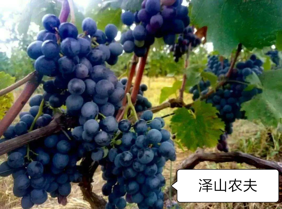 氮、磷、钾—对果树大樱桃的重要性,你用对了吗?