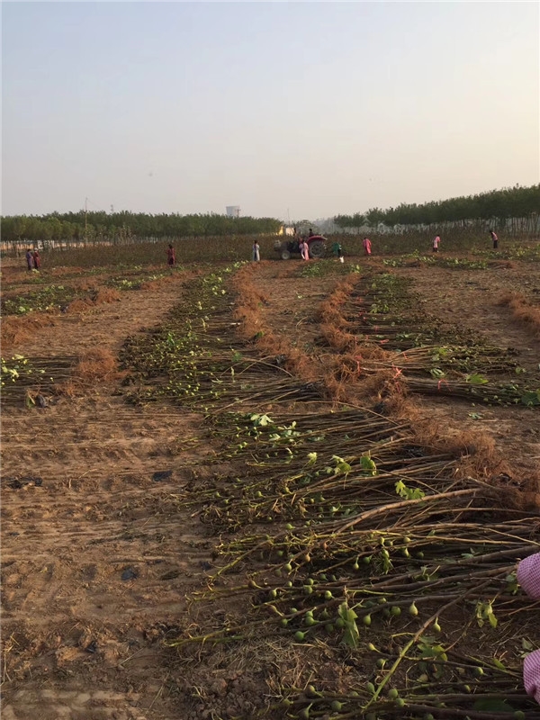 波姬红无花果树苗怎么辨别,无花果树苗波姬红怎么养