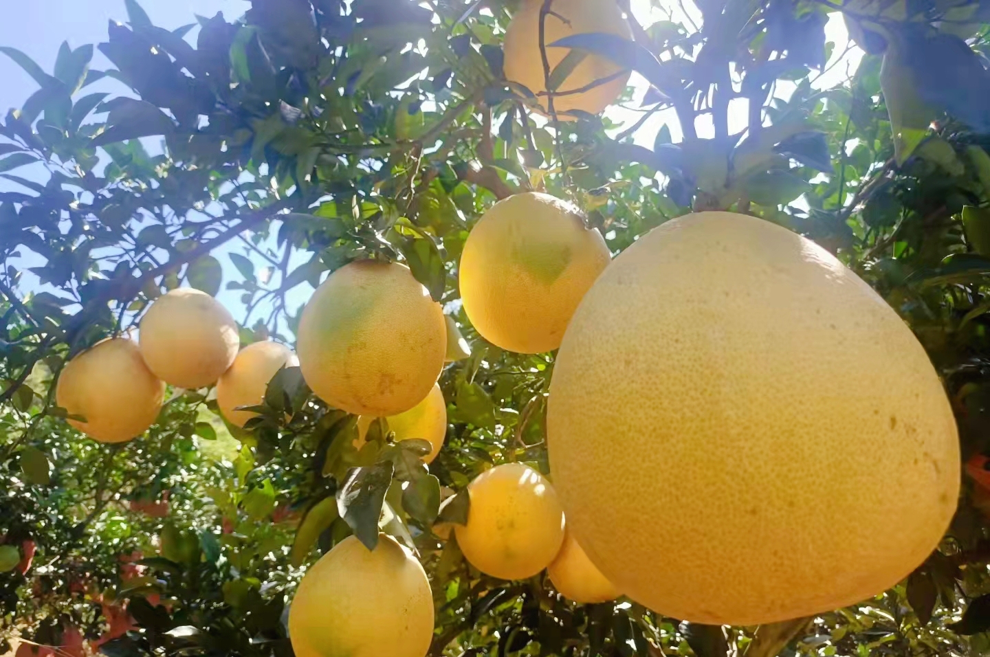 璁插笀寰愬己,寰愬己鏁欐巿婕旇瑙嗛