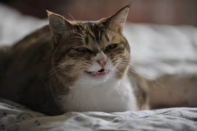 猫的100种奇特行为,猫咪的笑是怎么弄出来的