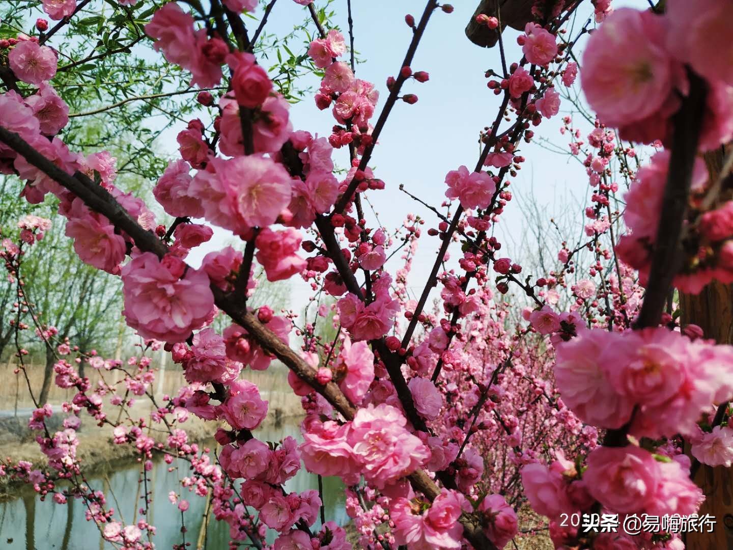 易嗨旅行带您天津宁河-芦台板桥休闲踏春游