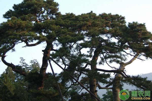 松树种子的培育,松树种子怎样播种用啥土