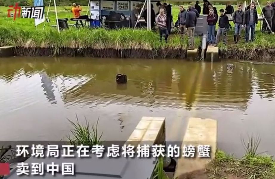 比利时大闸蟹泛滥成灾,比利时大闸蟹泛滥视频