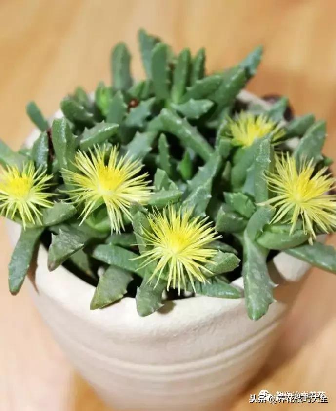 香味最好闻的十种花,一年四季都能闻到香味的四种花