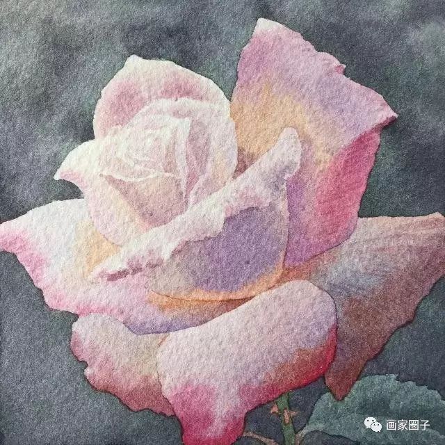 100种漂亮花卉图片,100张漂亮花图