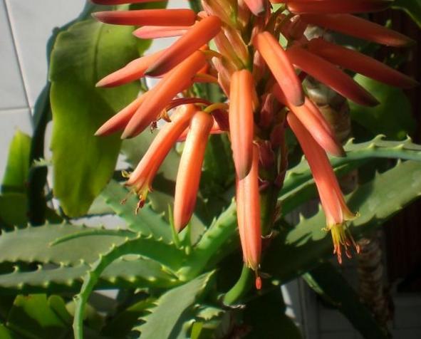 芦荟养护用什么肥料好,芦荟要开花了上什么肥料好