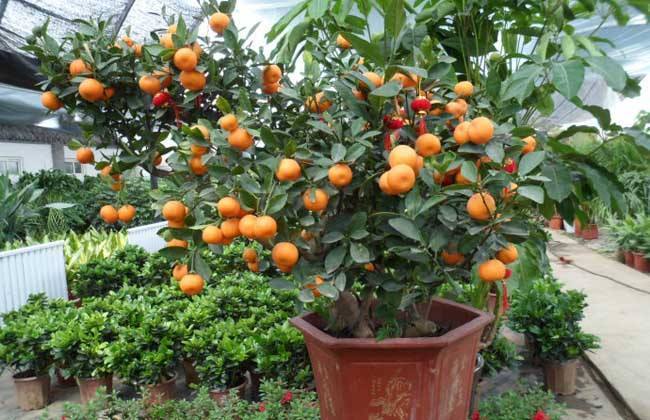 果树盆景种,果树花盆景