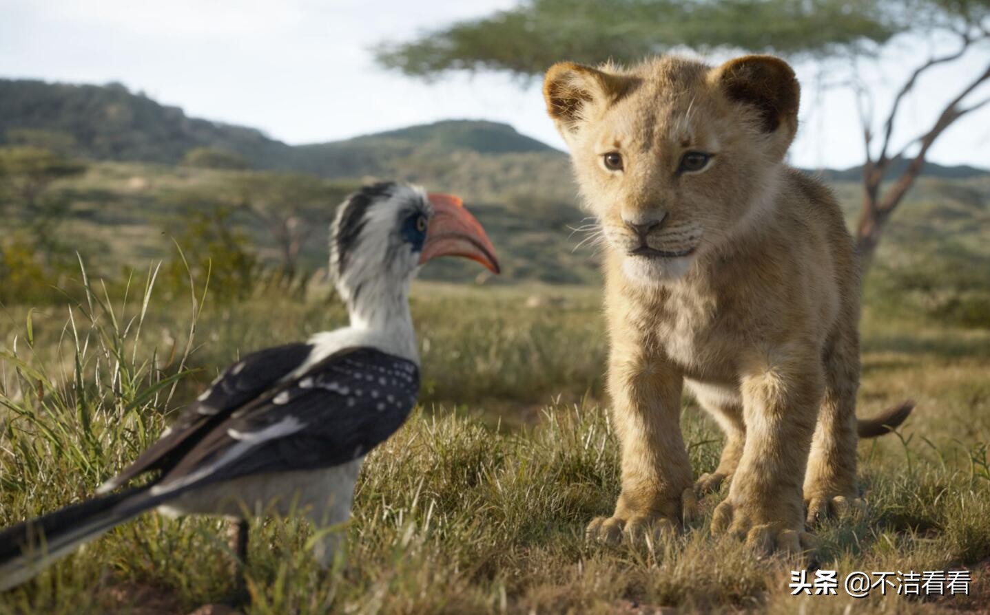 狮子王现在怎么样了,狮子王评价