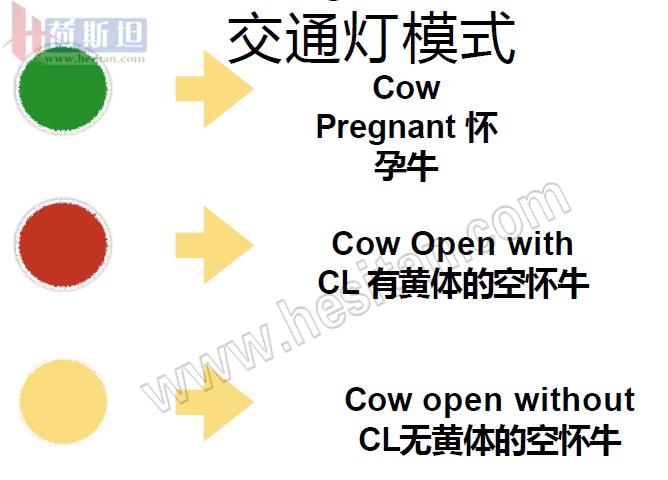 繁育母牛一年的利润,母牛如何做到一年一个犊