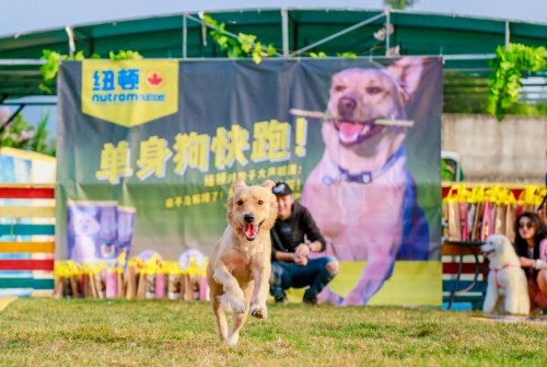 单身汪的逆袭,单身汪实力