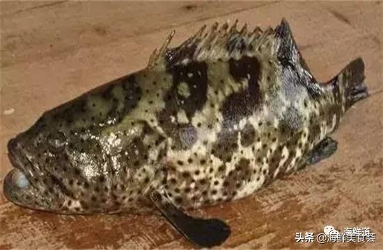 好吃不贵的海鲜种类有哪些,最好吃又最常见海鲜有几种