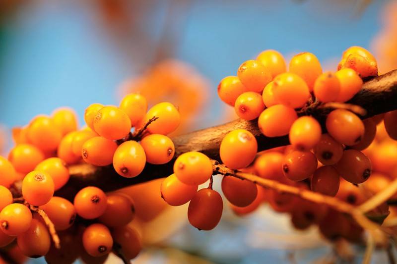 五星酒店威斯汀白茶,五星酒店同款洗护