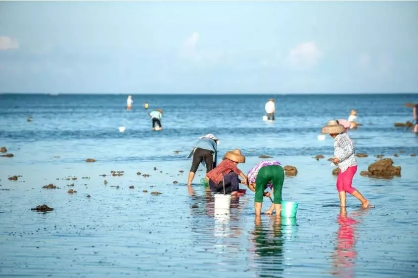 国内哪个海边赶海可以捡到贝壳,捡贝壳赶海好去处