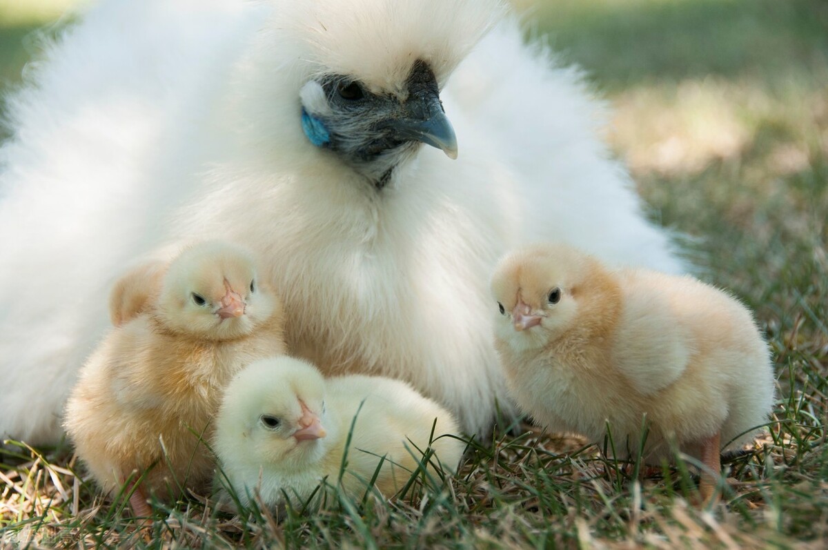 鸡病流感的治疗方法,鸡病禽流感用啥药