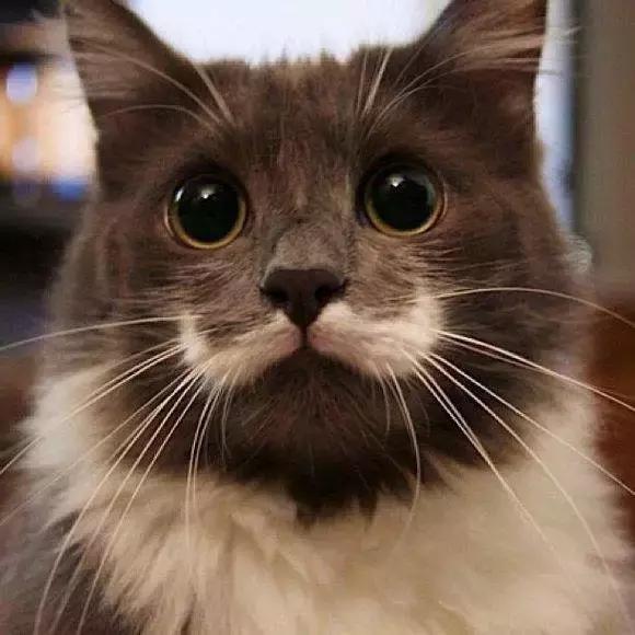 猫咪的胡须有什么作用一年级,猫咪的胡须有什么用