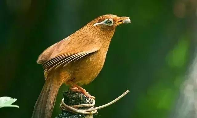 画眉常见病的治疗方法,画眉的症状和治疗