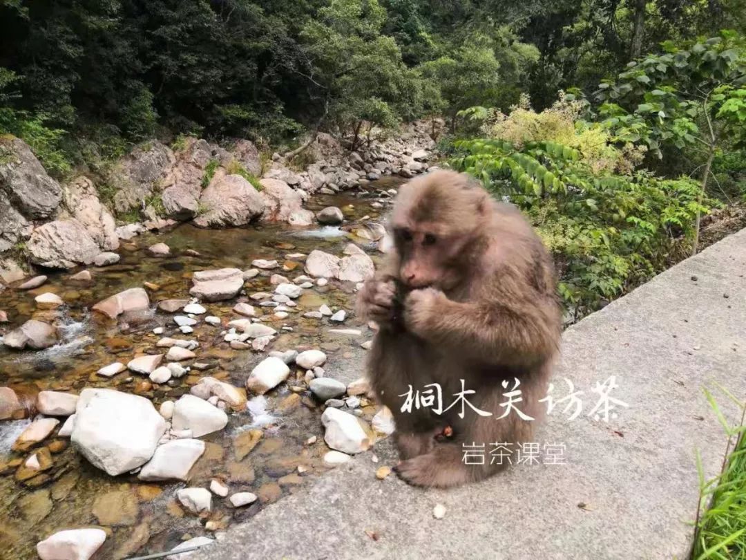 正宗金骏眉是什么样子,金骏眉都什么样