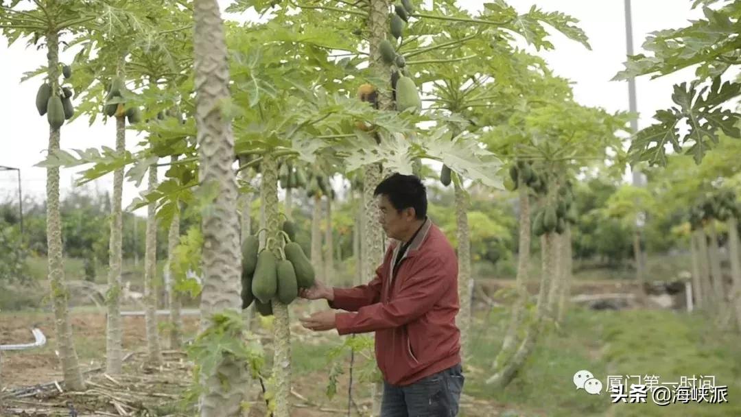 福建人喜欢吃芭乐,福建人喜欢吃芭乐吗为什么