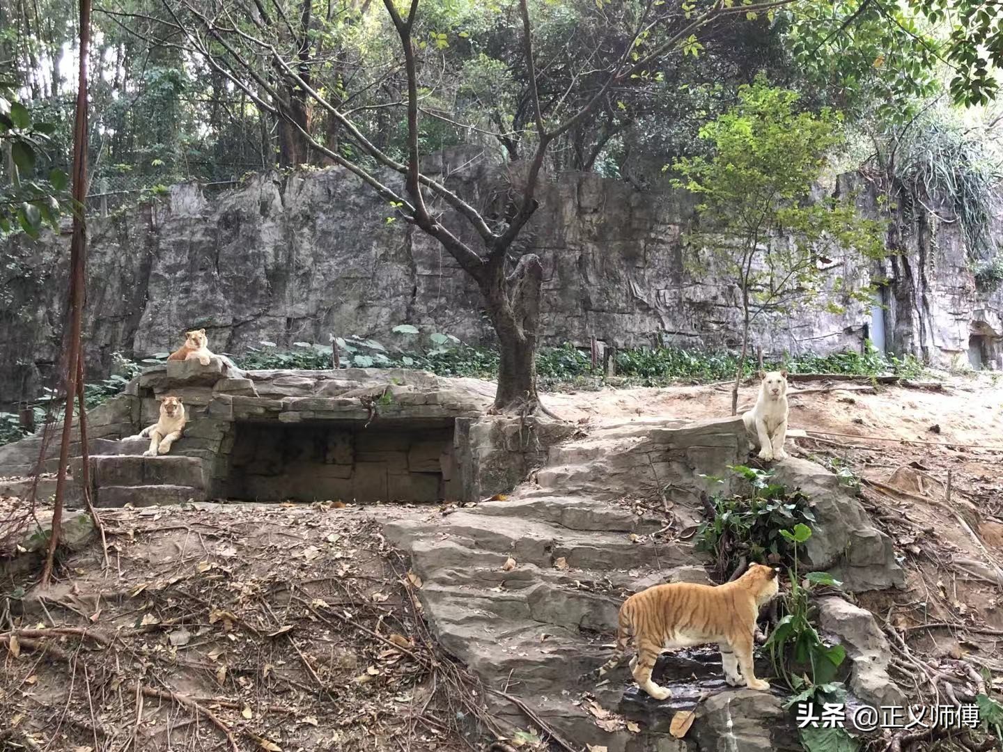 长隆动物园的动物,广州的长隆野生动物园有哪些动物