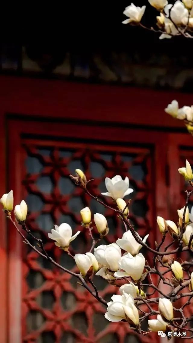 中式木花窗妙用,中式木隔窗与日式木窗的区别