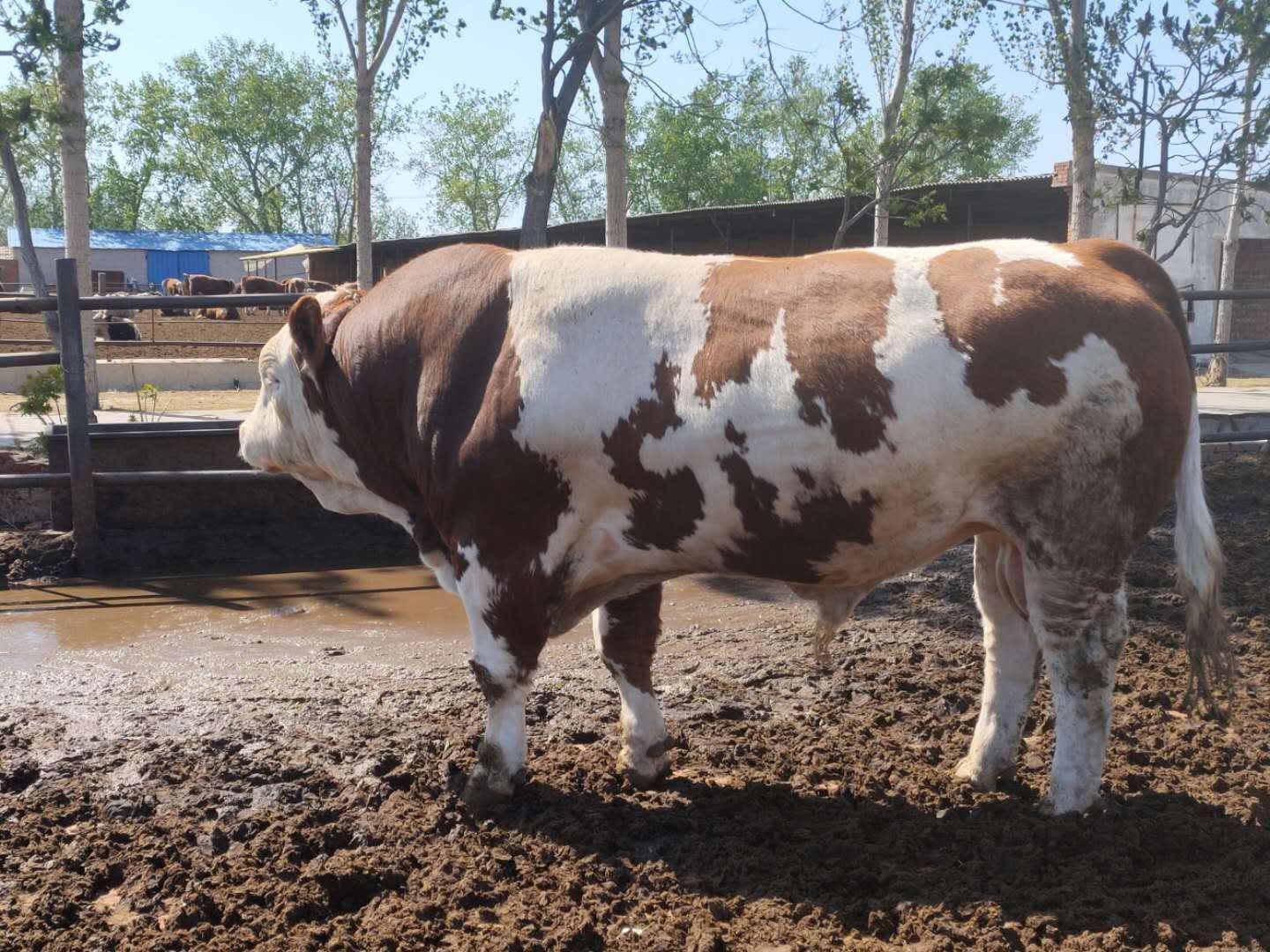 如何辨认病牛,如何从牛眼辨别牛的病症及治疗