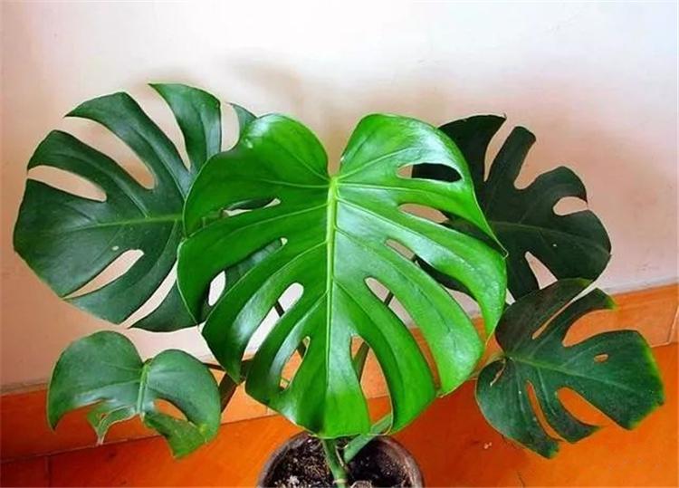 龟背竹杆子长得短,龟背竹长的棍子是什么