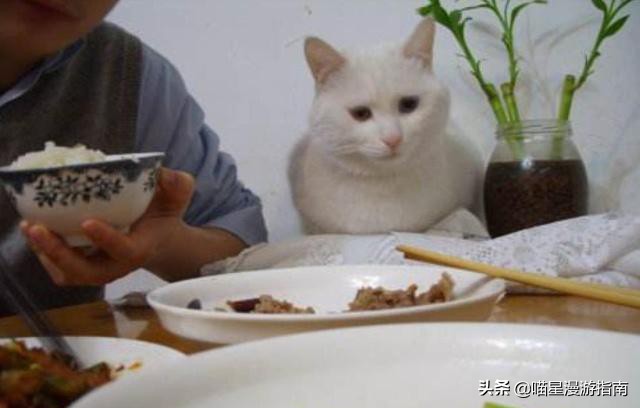 铲屎官想偷吃点零食也太难了吧,铲屎官日常被撒狗粮