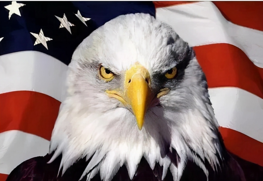 为什么美国国鸟是白头鹰,美国的国鸟和日本的国家鸟谁厉害