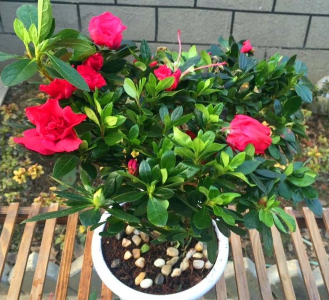 家里养杜鹃花的正确方法,杜鹃叶子长得旺怎么不开花