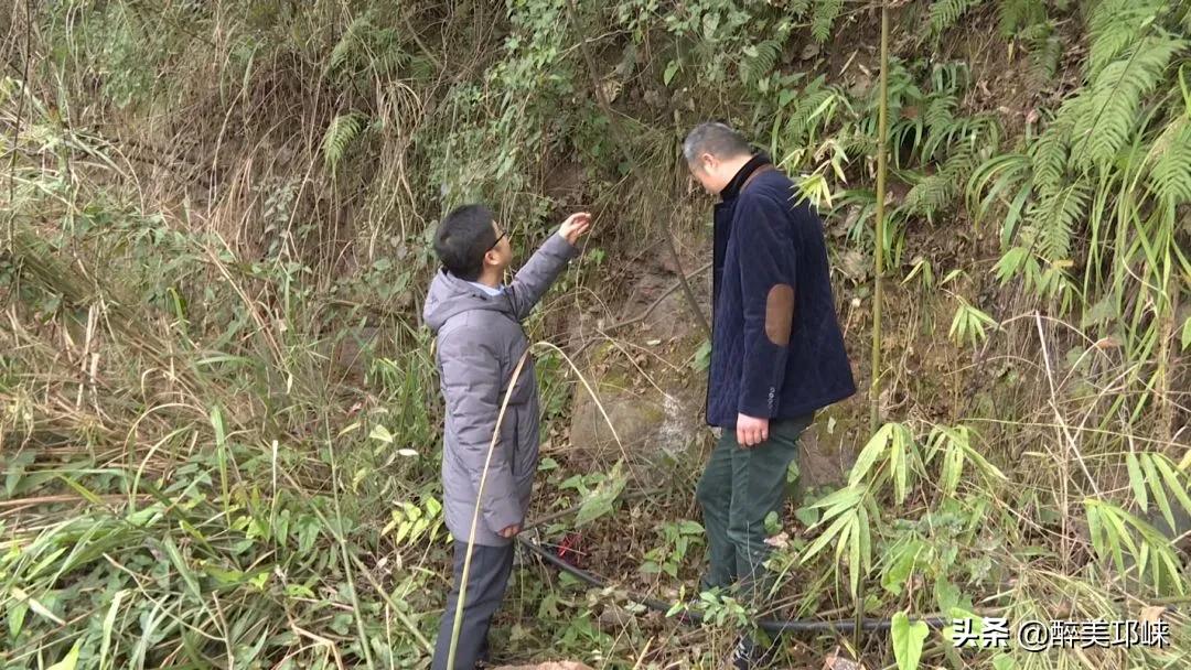 四川发现全球罕见野生植物新种,四川发现罕见植物