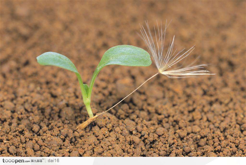荒坡蒲公英种植的经济效益怎样,蒲公英的种植前景和利润怎么样