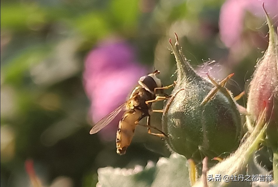 小小精灵采蜜忙，蜜蜂鲜花两相映！小手机拍出大意境