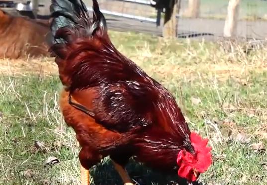 养鸡不花钱的小妙招,养殖不花钱的模式