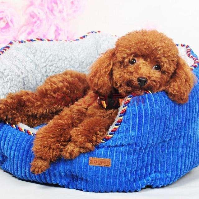 泰迪犬这7种肢体语言，所代表什么意思？很多人都不知道！