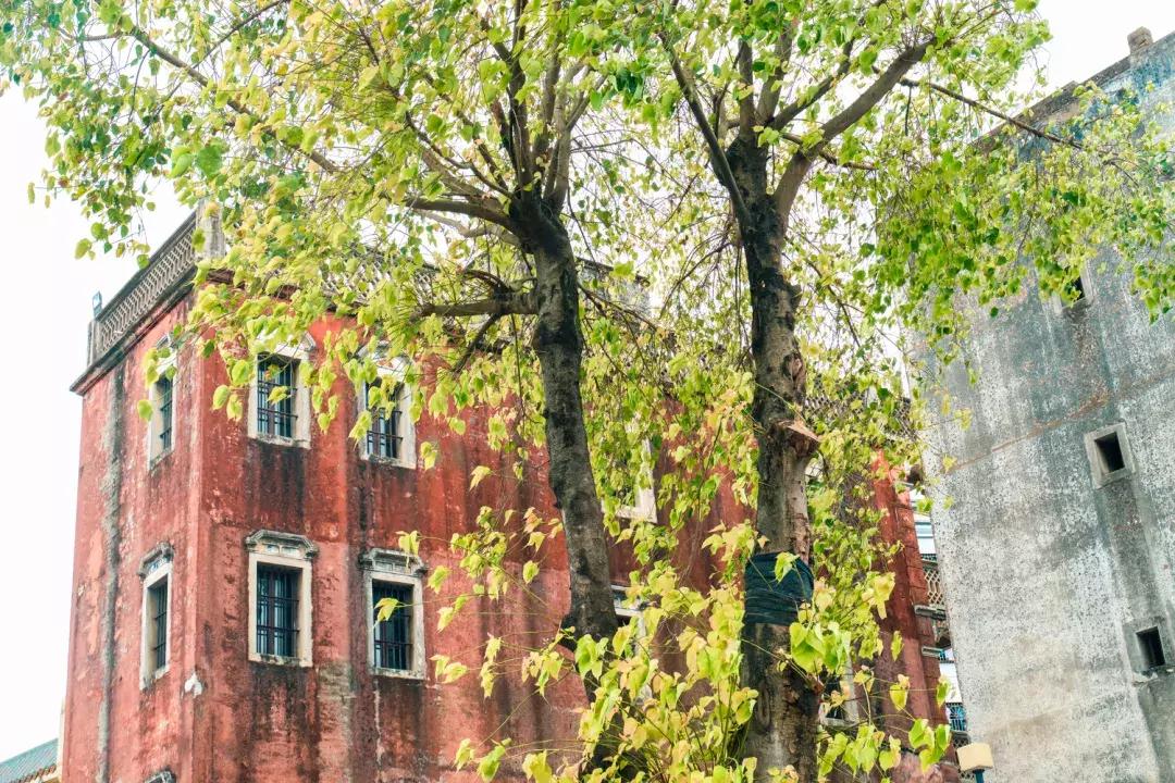 观澜算深圳偏僻的地方吗,观澜有没有价值