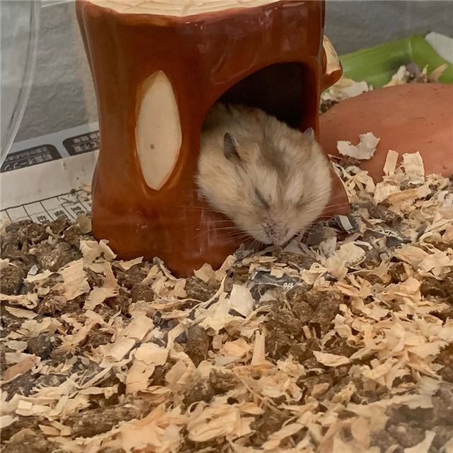 仓鼠为什么会突然衰老,仓鼠老的时候身体有什么明显特征