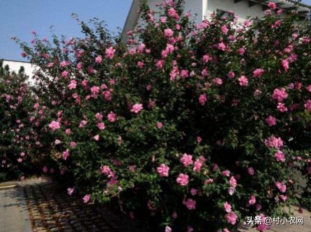 盐碱地种植什么品种树,70亩盐碱地适合种什么