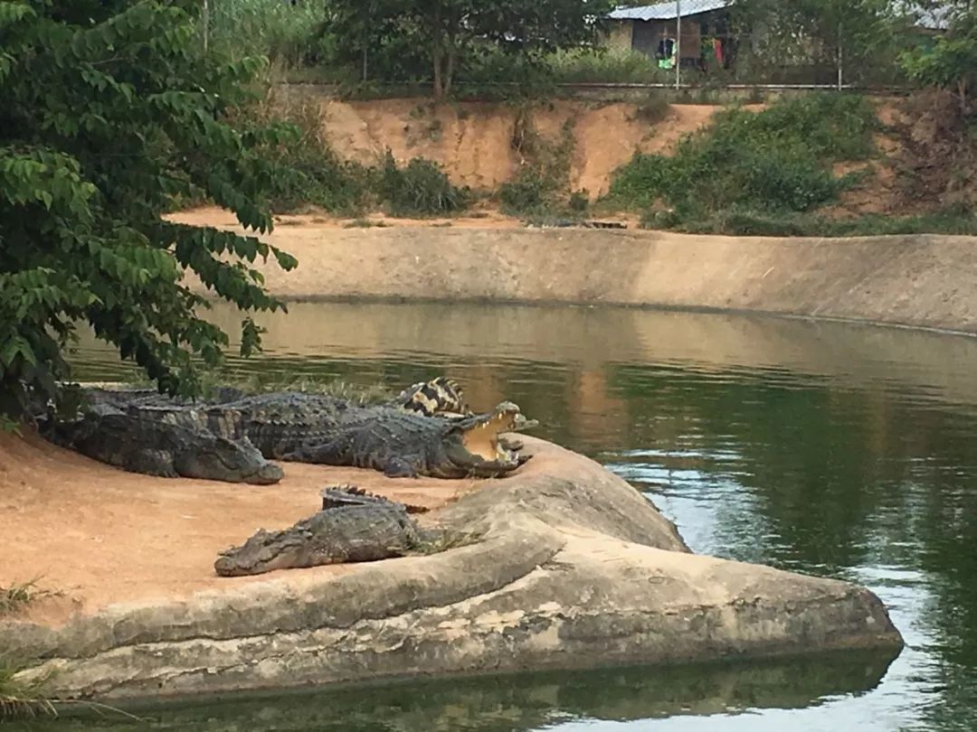 泰国落地签如何申请延期,泰国落地签最新政策7月