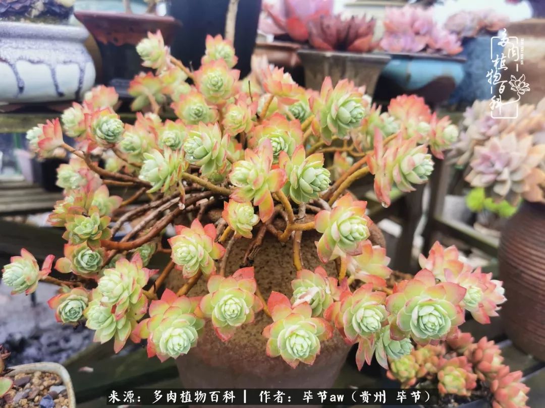 有多少次的会心一笑，全因多肉！那是一种心间流出的甜